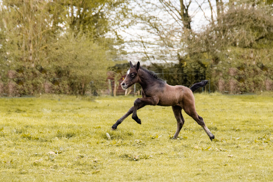 Séance photo équestre – Cavalier et cheval